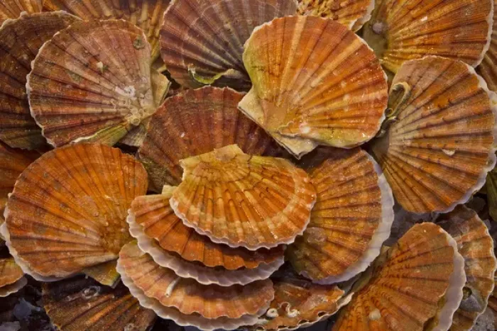 Framed Print : Scallops Fish and Vegtable Market Venice, Italy