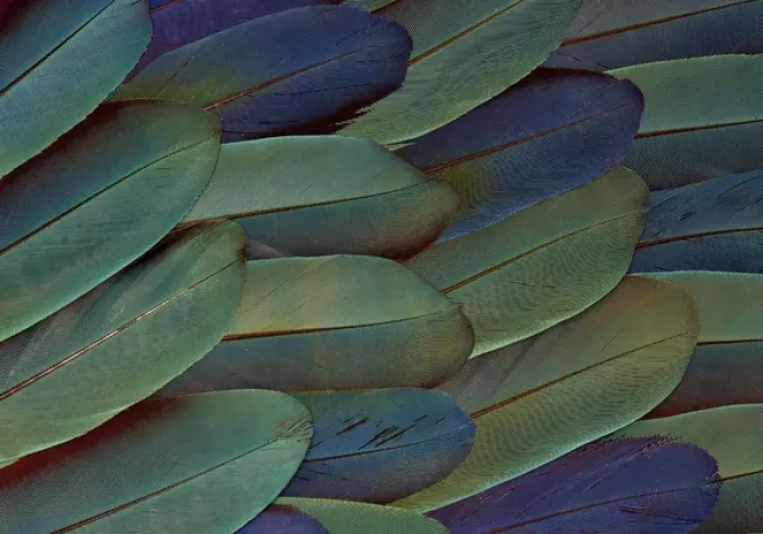 Framed Print : Scarlet and Blue Gold Macaw wing feathers Framed Print : Scarlet and Blue Gold Macaw wing feathers