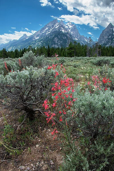 Scarlet gilia, Grand Tetons, Grand Teton National Park, Wyoming, USA