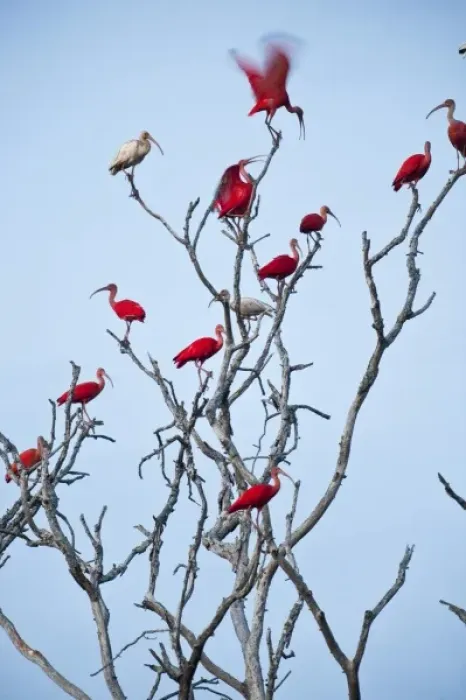 Framed Print : Scarlet Ibis (Eudocimus ruber) & White Ibis (Eudocimus albus) roosting, Hato Masaguarel Framed Print : Scarlet Ibis (Eudocimus ruber) & White Ibis (Eudocimus albus) roosting, Hato Masaguarel
