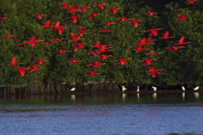 Framed Print : Scarlet Ibis Flock