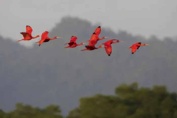 Framed Print : Scarlet Ibis flock