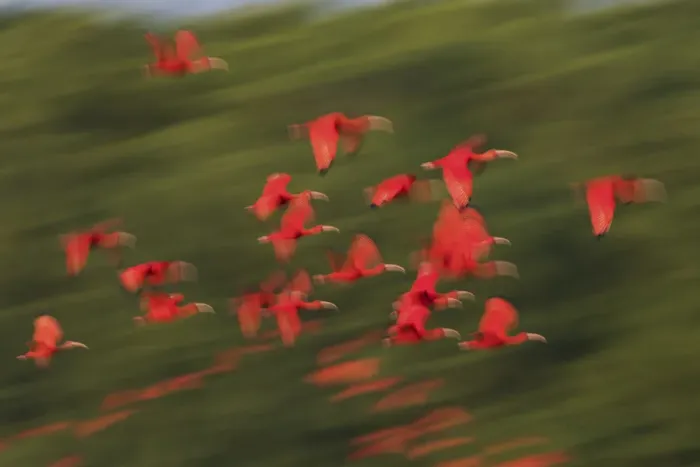 Framed Print : Scarlet Ibis flock flight motion