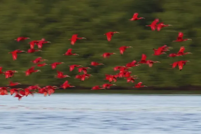 Framed Print : Scarlet Ibis Flying to Evening Roost Framed Print : Scarlet Ibis Flying to Evening Roost