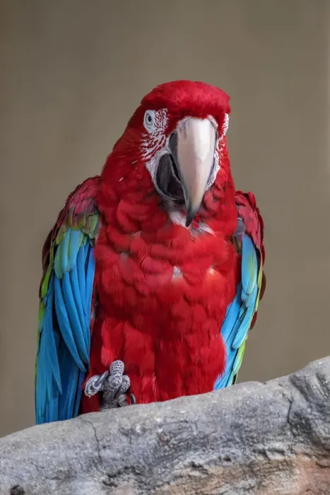 Framed Print : Scarlet Macaw