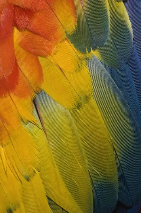 Framed Print : Scarlet Macaw feather pattern, Ara macao Framed Print : Scarlet Macaw feather pattern, Ara macao