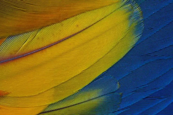 Framed Print : Scarlet Macaw wing covert feathers Framed Print : Scarlet Macaw wing covert feathers