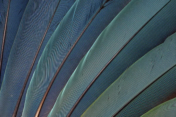 Scarlet Macaw wing feathers
