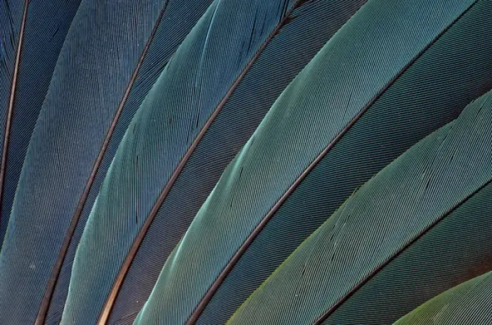 Framed Print : Scarlet Macaw wing feathers Framed Print : Scarlet Macaw wing feathers