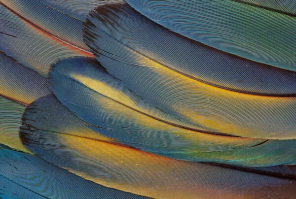 Scarlet Macaw Wing Feathers fan design