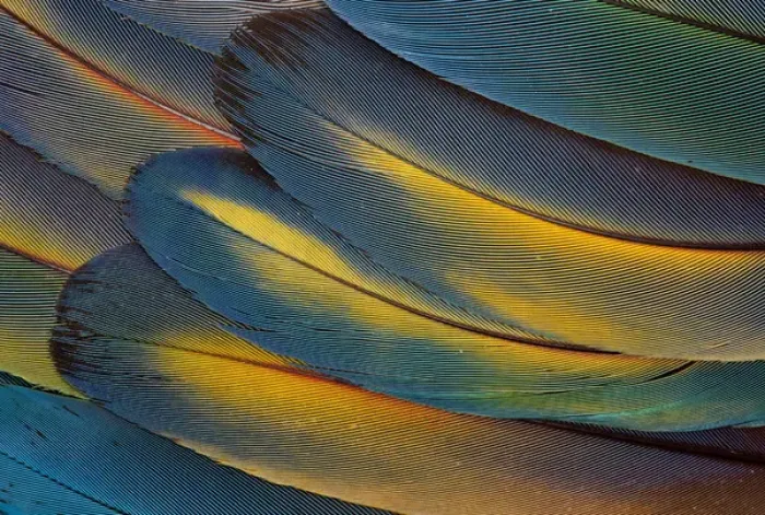 Framed Print : Scarlet Macaw Wing Feathers fan design Framed Print : Scarlet Macaw Wing Feathers fan design