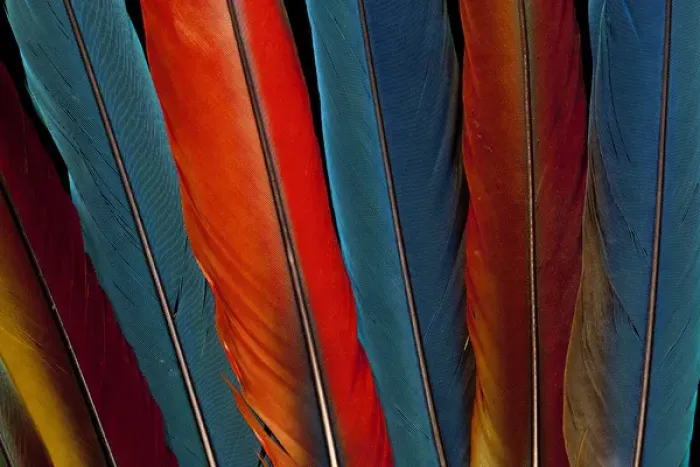 Framed Print : Scarlet, Military, Blue Gold Macaw tail feathers Framed Print : Scarlet, Military, Blue Gold Macaw tail feathers