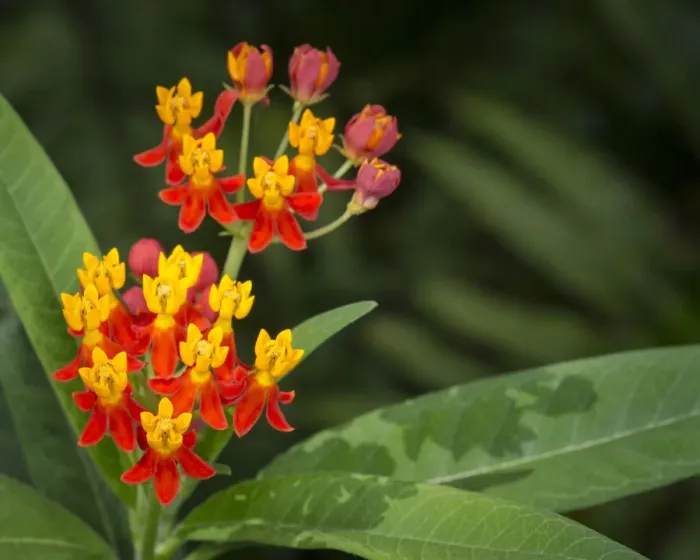 Framed Print : Scarlet milkweed, Asclepias curassavica, butterfly larvae plant, Florida Framed Print : Scarlet milkweed, Asclepias curassavica, butterfly larvae plant, Florida