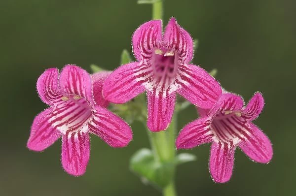 Scarlet Penstemon, Penstemon triflorus, blossom, Uvalde County, Hill Country, Texas, USA