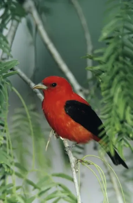 Framed Print : Scarlet Tanager, Piranga olivacea, male on Mesquite tree, South Padre Island, Texas, USA
