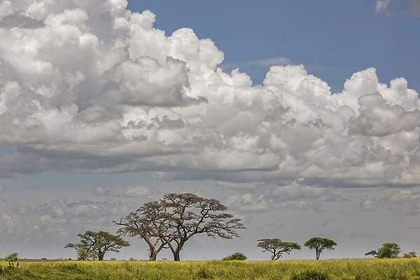 Scattered acacia Trees and distant clouds, Serengeti National Park, Tanzania, Africa
