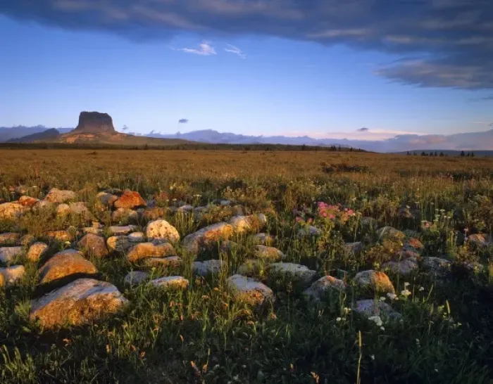 Framed Print : Scattered moraine and prairie wildflowers with Chief Mountain in Glacier National