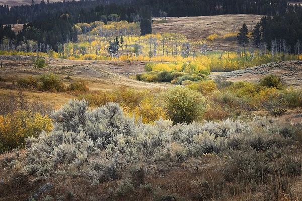 Scenic landscape view of Lamar Valley with aspen trees and sagebrush, Yellowstone National Park, Wyoming