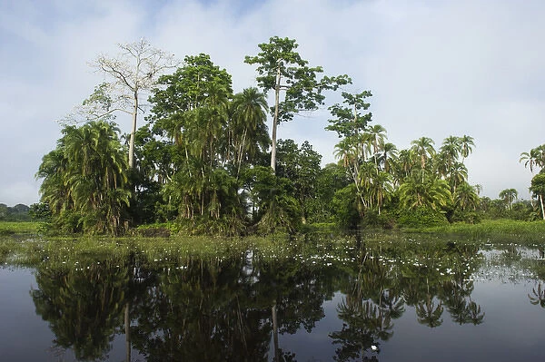 Scenic, Lekoli River, Republic of Congo (Congo - Brazzaville), AFRICA