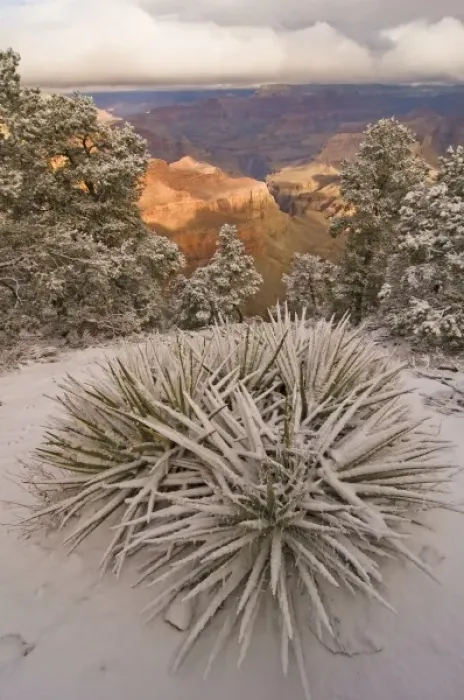 Framed Print : Scenic snowy winter landscape along the south rim of the majestic Grand Canyon, Grand