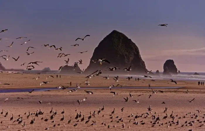 Framed Print : A scenic view of Hstack Rock at Cannon Beach i Oregon Framed Print : A scenic view of Hstack Rock at Cannon Beach i Oregon