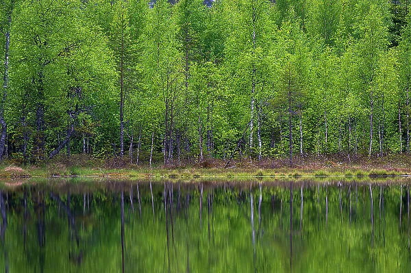 A scenic view of trees on a lake shore. Kuhmo, Oulu, Finland