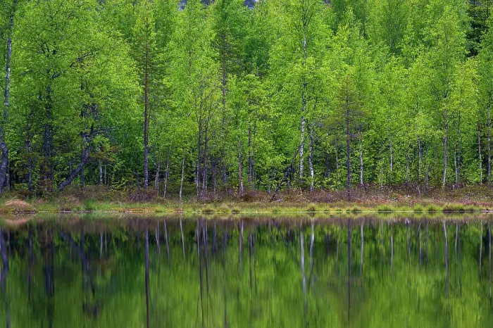 Framed Print : A scenic view of trees on a lake shore. Kuhmo, Oulu, Finland