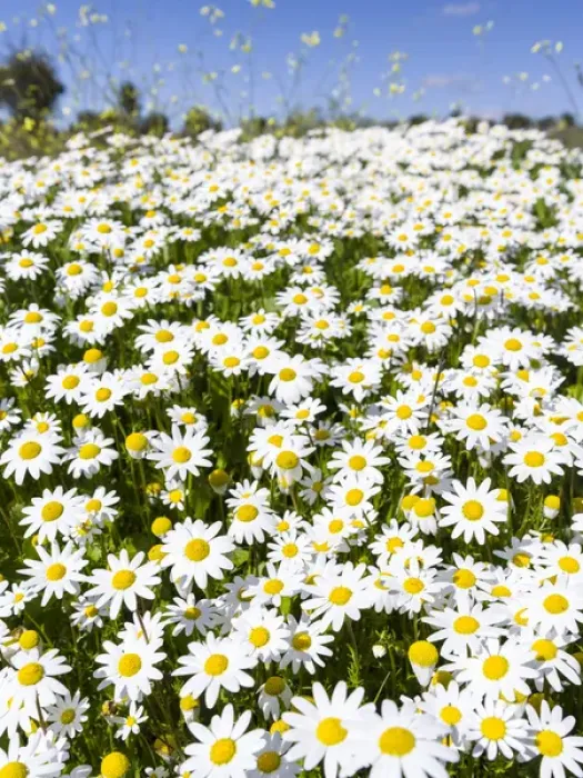 Framed Print : Scentless false mayweed (scentless mayweed, scentless chamomile, wild chamomile, mayweed Framed Print : Scentless false mayweed (scentless mayweed, scentless chamomile, wild chamomile, mayweed