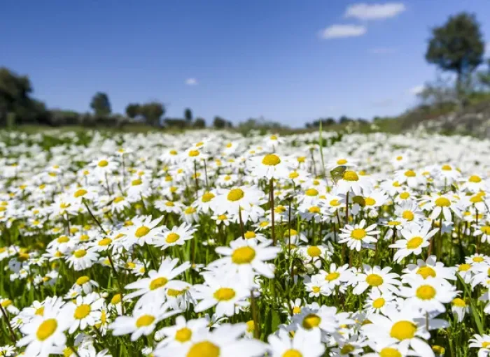 Framed Print : Scentless false mayweed (scentless mayweed, scentless chamomile, wild chamomile, mayweed Framed Print : Scentless false mayweed (scentless mayweed, scentless chamomile, wild chamomile, mayweed