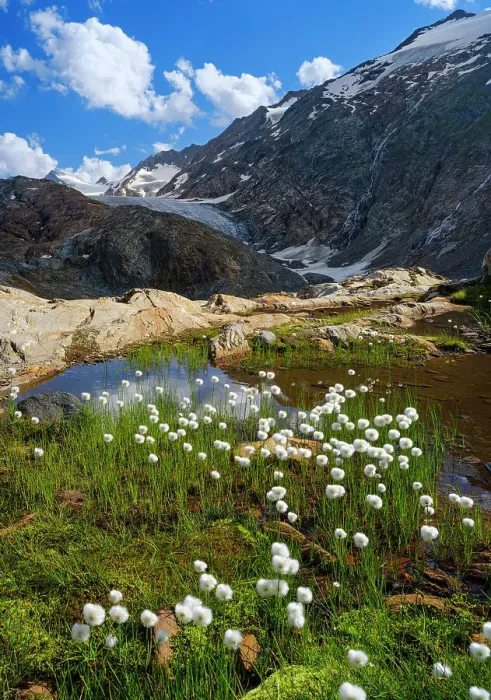 Framed Print : Scheuchzers cotton gras or white cotton grass in front of the glacier Gurgler Ferner in the valley Gurgler Tal. Otztal Alps in the Naturepark Otztal. Europe, Austria, Tyrol Framed Print : Scheuchzers cotton gras or white cotton grass in front of the glacier Gurgler Ferner in the valley Gurgler Tal. Otztal Alps in the Naturepark Otztal. Europe, Austria, Tyrol