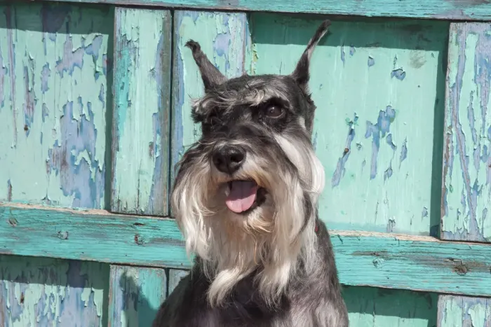 Framed Print : Schnauzer sitting in front of blue door MR Framed Print : Schnauzer sitting in front of blue door MR