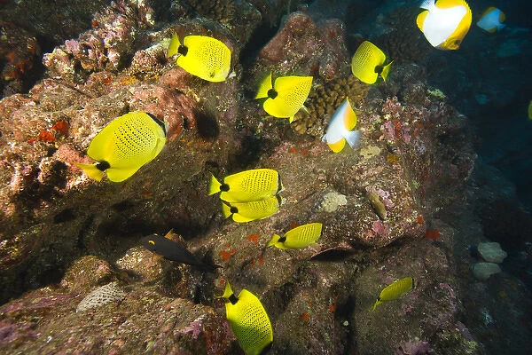 A school of Butterflyfish, Puka Maui Dive, adventure diving with North Shore Explorers