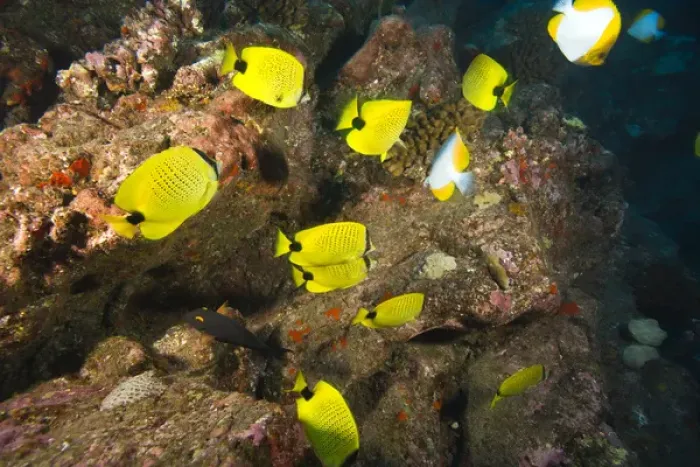 Framed Print : A school of Butterflyfish, Puka Maui Dive, adventure diving with North Shore Explorers