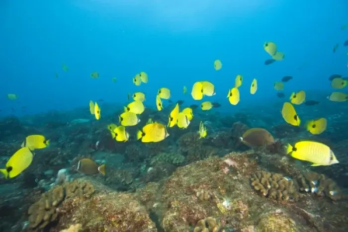 Framed Print : A school of Butterflyfish, Puka Maui Dive, adventure diving with North Shore Explorers