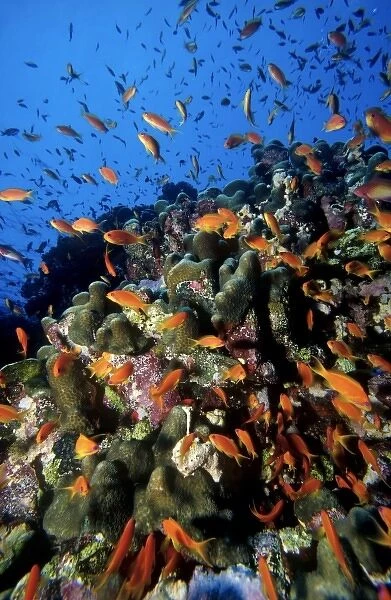 School of Scalefin anthias, Anthias squamipinnis, at Habili Ali (St. Johns Reef area)