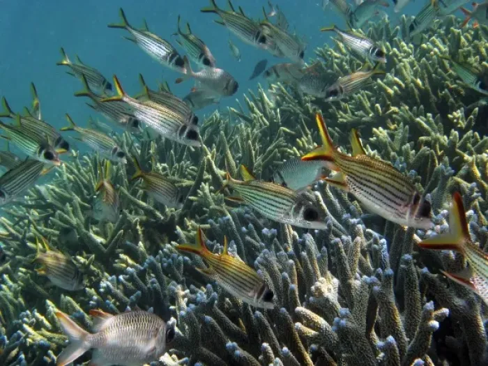 Framed Print : School of Spotfin Squirrelfish ( Neoniphon sammara ) and Staghorn Coral, Agincourt Reef Framed Print : School of Spotfin Squirrelfish ( Neoniphon sammara ) and Staghorn Coral, Agincourt Reef