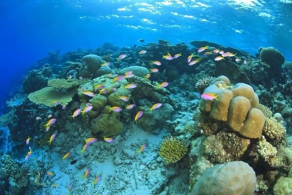 Schooling Anthias fish (Pseudanthias evansi) around shallow pristine hard coral reef