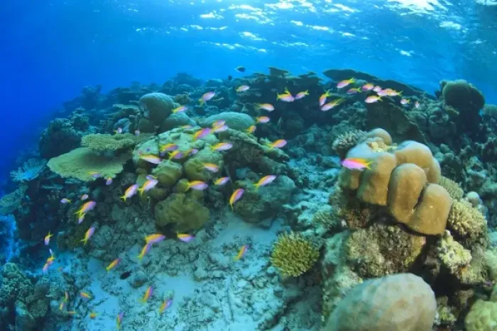 Framed Print : Schooling Anthias fish (Pseudanthias evansi) around shallow pristine hard coral reef