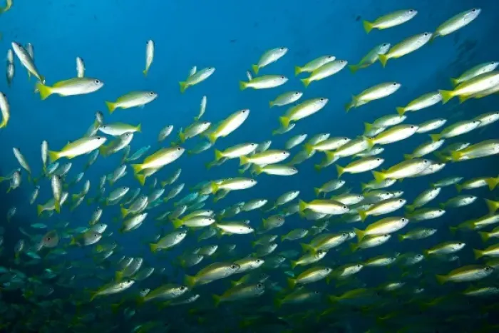 Framed Print : Schooling Bigeye Snappers (Lutjanus lutjanus), Richelieu Rock, Surin National Marine Park Framed Print : Schooling Bigeye Snappers (Lutjanus lutjanus), Richelieu Rock, Surin National Marine Park