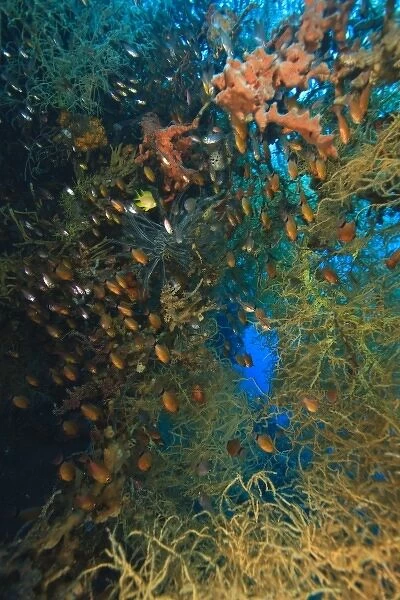 schooling cardinalfish and tropical fish hiding in Black Coral and sponges, Tulamben