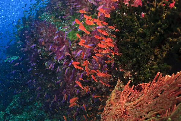 Schooling Fairy Basslets (Pseudanthias squamipinnis) near Vibrant & Colorful, healthy Coral Reef