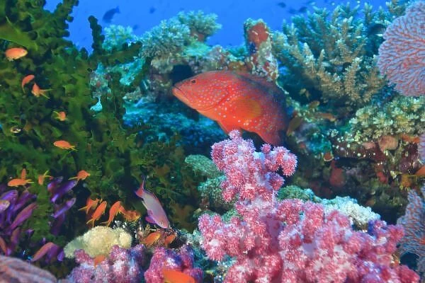 schooling Fairy Basslets (Pseudanthias squamipinnis) near Soft Corals (Dendronepthya sp