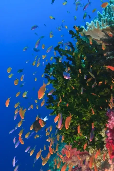 Framed Print : Schooling Fairy Basslets (Pseudanthias squaminipinnis), Vibrant & Colorful, healthy Coral Reef Framed Print : Schooling Fairy Basslets (Pseudanthias squaminipinnis), Vibrant & Colorful, healthy Coral Reef