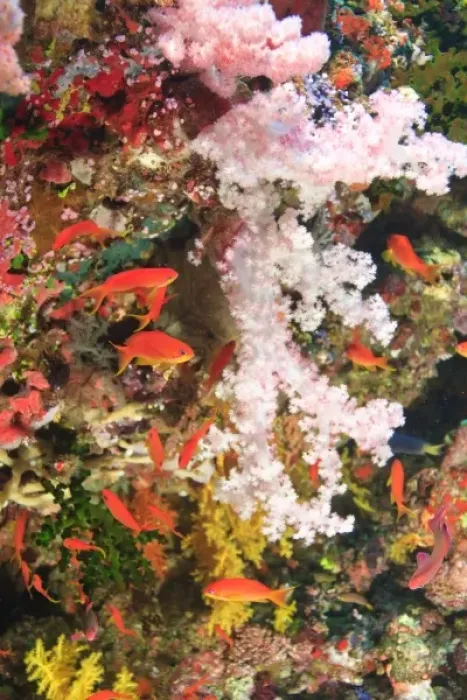 Framed Print : schooling Fairy Basslets (Pseudanthias squamipinnis) near Soft Corals (Dendronepthya sp Framed Print : schooling Fairy Basslets (Pseudanthias squamipinnis) near Soft Corals (Dendronepthya sp