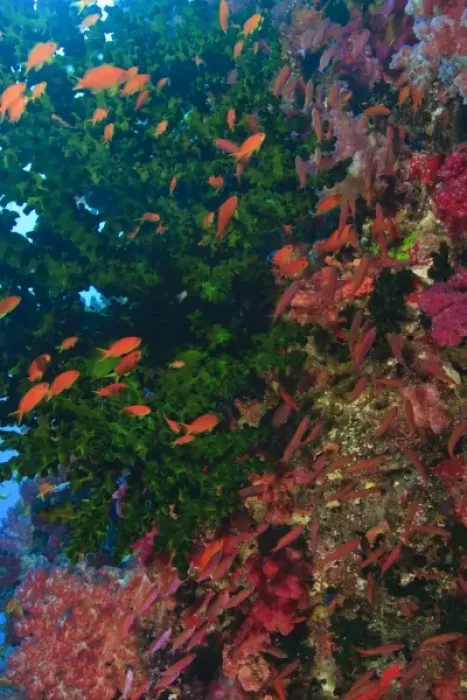 Framed Print : schooling Fairy Basslets (Pseudanthias squamipinnis) near Soft Corals (Dendronepthya sp