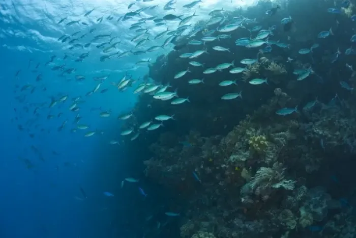 Framed Print : schooling fish, Scuba Diving at Tukang Besi / Wakatobi Archipelago Marine Preserve Framed Print : schooling fish, Scuba Diving at Tukang Besi / Wakatobi Archipelago Marine Preserve