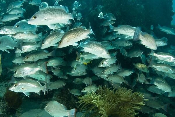 Schooling Mahogany Snappers & Grunts, Hol Chan Marine Park, Ambergris Caye, Belize