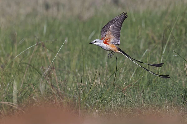 Scissor-tailed flycatcher flying, Rio Grande Valley, Texas