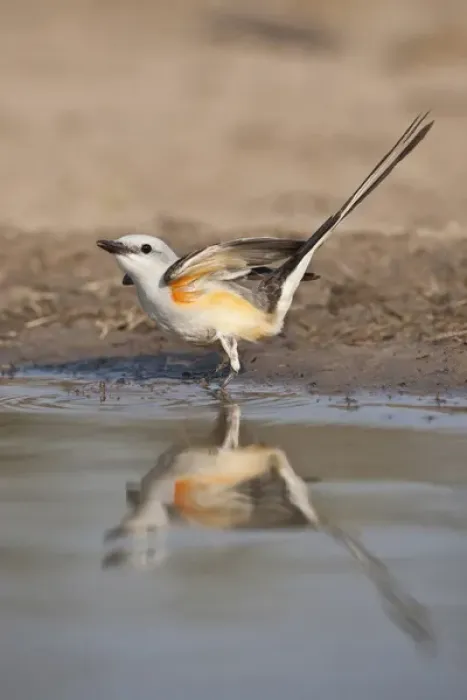Framed Print : Scissor-tailed Flycatcher (Tyrannus forficatus) reflected in pond Framed Print : Scissor-tailed Flycatcher (Tyrannus forficatus) reflected in pond