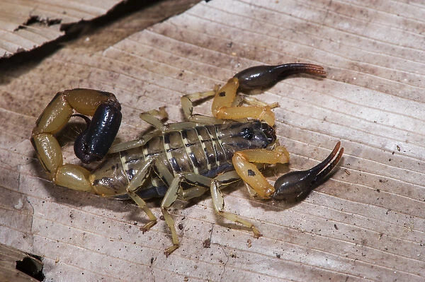 Scorpion, Odzala - Kokoua National Park, Republic of Congo (Congo - Brazzaville), AFRICA